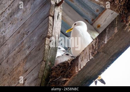 Allevamento di gabbiani nella vecchia casa di Namsos, Norvegia Foto Stock