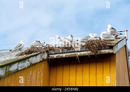 Allevamento di gabbiani nella vecchia casa di Namsos, Norvegia Foto Stock