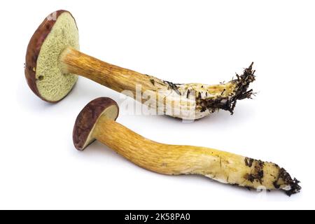 Fungo polacco (Boletus badius), su fondo bianco, uno dei funghi commestibili. Gamba lunga perché cresciuta in muschio profondo Foto Stock