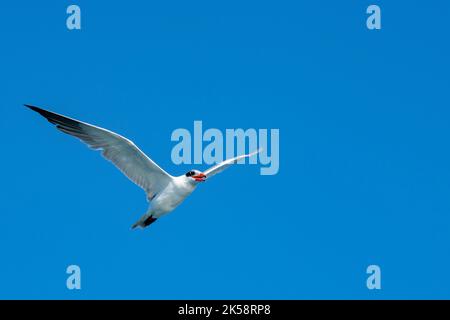 Australia Occidentale, Arcipelago di Buccaneer, Collier Bay, Montgomery Reef. Terna Caspia (Hydroprogne caspia) giovenale in volo. Foto Stock