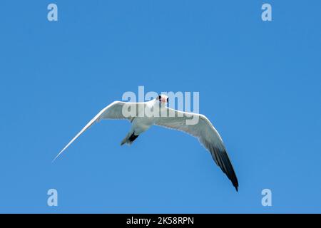 Australia Occidentale, Arcipelago di Buccaneer, Collier Bay, Montgomery Reef. Terna Caspia (Hydroprogne caspia) giovenale in volo. Foto Stock