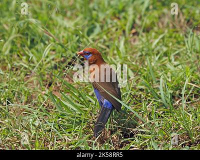Single maschio Grenadier viola (GRANATINA ianthinogaster) specie comuni di strildid finch che si nutrono di semi d'erba - Masai Mara Conservancy, Kenya, Africa Foto Stock