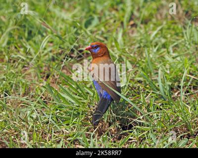 Single maschio Grenadier viola (GRANATINA ianthinogaster) specie comuni di strildid finch che si nutrono di semi d'erba - Masai Mara Conservancy, Kenya, Africa Foto Stock