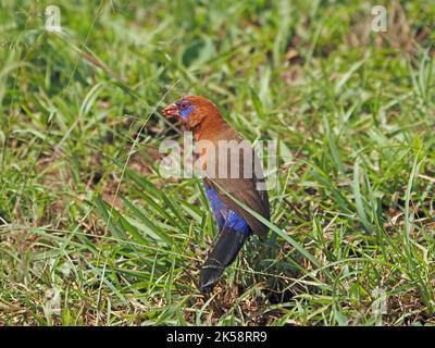 Single maschio Grenadier viola (GRANATINA ianthinogaster) specie comuni di strildid finch che si nutrono di semi d'erba - Masai Mara Conservancy, Kenya, Africa Foto Stock