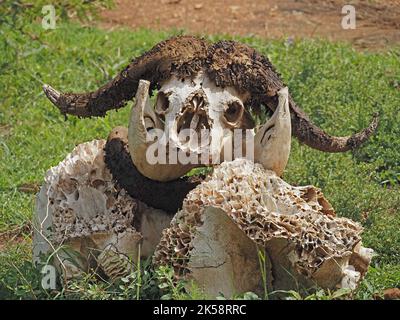 Cranio di Buffalo africano (Syncerus caffer) con protuberanze fatte da cheratina mangiare brughiera su mucchio di altre ossa di mammifero in Kenya, Africa Foto Stock