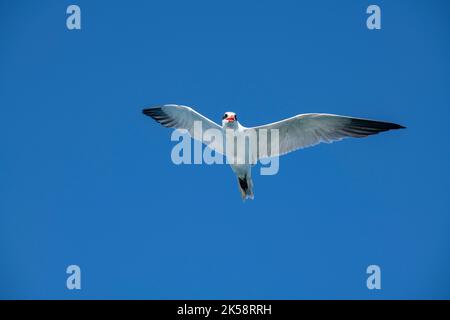 Australia Occidentale, Arcipelago di Buccaneer, Collier Bay, Montgomery Reef. Terna Caspia (Hydroprogne caspia) giovenale in volo. Foto Stock