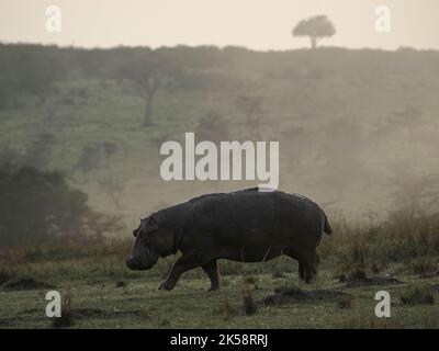 lone hippopotamus (Hippopotamus anfibio) di ritorno in acqua con l'iconico skyline albero in alba nebbiosa sulle pianure di Masai Mara Conservancy, Kenya, Africa Foto Stock