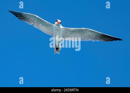 Australia Occidentale, Arcipelago di Buccaneer, Collier Bay, Montgomery Reef. Terna Caspia (Hydroprogne caspia) giovenale in volo. Foto Stock