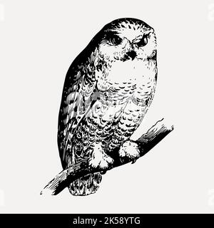 Gufo clipart, vettore di illustrazione di uccelli vintage. Illustrazione Vettoriale