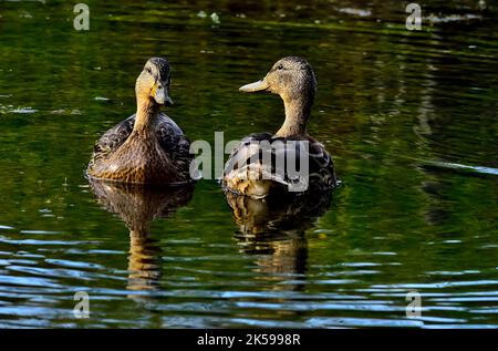 Un'immagine ravvicinata di un'anatra di Mallard 'Anas platyrhynchos', che nuota in uno stagno di palude nella zona rurale Alberta Canada. Foto Stock