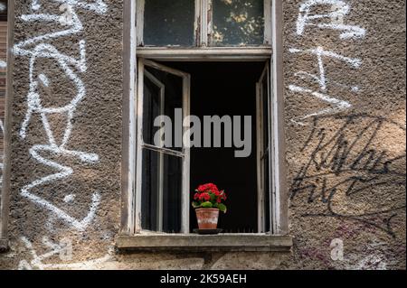 20.07.2022, Germania, Berlino - Una pianta di balconata rossa si trova sulla sporgenza della finestra di fronte ad una finestra aperta di un vecchio edificio di appartamenti nel Prenzlauer Foto Stock