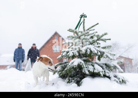 Jack Russell Terrier sniffing l'albero di Natale nella neve. Due amici sono in piedi dietro e guardare. Vista frontale. Foto Stock