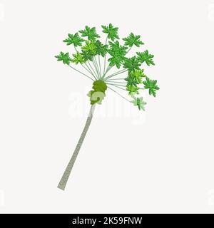 Papaya arborea clipart, vettore di illustrazione botanica. Illustrazione Vettoriale