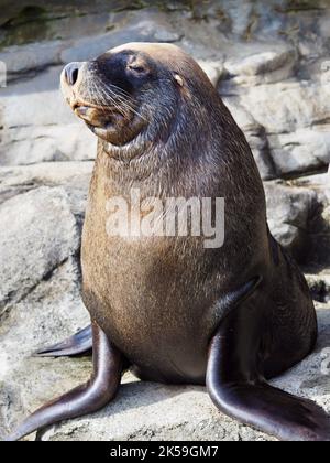 Grand glorioso maschio Australian Sea Lion in splendida bellezza. Foto Stock