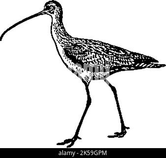 Illustrazione dell'adesivo Candlestick bird png, sfondo trasparente. Illustrazione Vettoriale