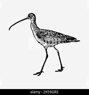 Clipart di illustrazione bianco e nero dell'uccello del candlestick. Illustrazione Vettoriale