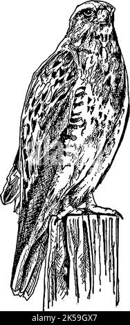 Illustrazione sticker in piedi Hawk png, sfondo trasparente. Illustrazione Vettoriale
