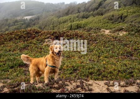 Splendido Golden Retriever a Fort Funston, San Francisco Foto Stock