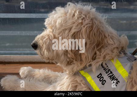 Il cane di servizio reclinabile con una copertura che legge 'cane di assistenza' è un cane addestrato per aiutare o assistere una persona con una disabilità Foto Stock