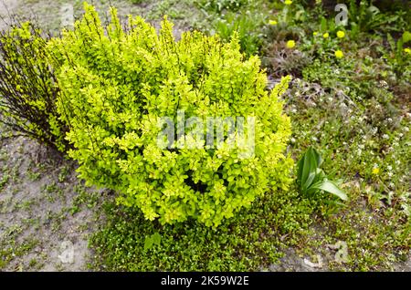 Bel cespuglio di barbacche nel giardino primaverile. Cognome Berberidaceae, Nome scientifico Berberis. Immagine sfocata, messa a fuoco selettiva Foto Stock