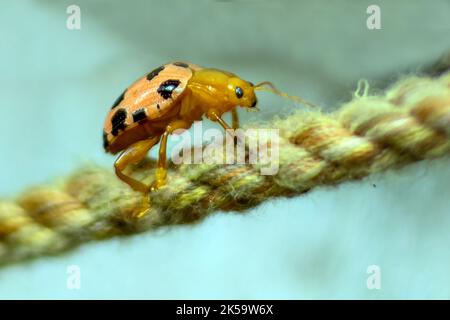 Il coleottero della signora è un insetto benefico in un giardino. A parte il bel motivo macchiato sul corpo. Coleotteri di Ladybird o coleotteri di signora come questi dentro Foto Stock