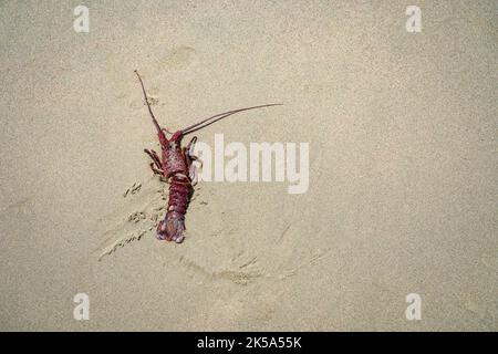 Rosso morto aragosta molt Panulirus interruptus sulla sabbia sulla spiaggia di Butterfly Santa Barbara. California sfondo fauna marina Foto Stock