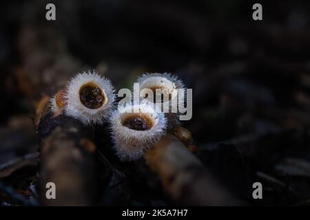 I funghi nido degli uccelli (Crocibulum laeve) crescono sui rami caduti sul pavimento della foresta. Le «uova» piatte contengono spore e vengono gettate dal «nido» dalla spl Foto Stock