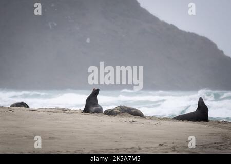 Leoni marini che piangono a voce alta a Sandfly Bay, nella penisola di Otago. Foto Stock