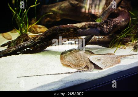 Due pesci a razze all'acquario dello zoo. Foto Stock