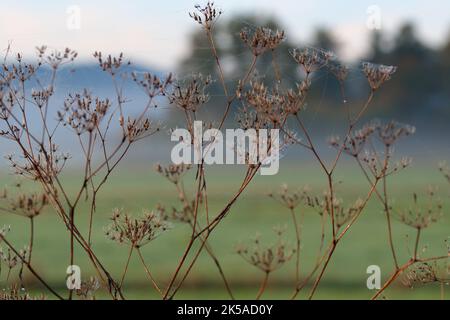 Landcape in autunno in Baviera Foto Stock