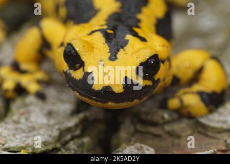 Primo piano facciale su una salamandra europea al fuoco di colore giallo brillante, salamandra terrestris seduta su legno Foto Stock