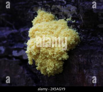 Fuligo Septica - stampo giallo di calce Foto Stock