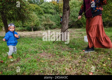 Kamionek Wielki, Polonia. 02nd Ott 2022. Un residente partecipa a un evento di raccolta delle mele. Una campagna per raccogliere le mele da soli in un frutteto centenario per raccogliere fondi per la ristrutturazione di una casa porticata del 18th ° secolo situata nel nord della Polonia. Queste case appartenevano ai proprietari più ricchi e sono state l'orgoglio della regione. Attualmente ne restano circa 40. L'attuale proprietario sta cercando di salvare la casa organizzando varie azioni e invitando le persone alla casa e frutteto. Credit: SOPA Images Limited/Alamy Live News Foto Stock