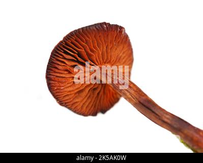 Sangue rosso webcap Cortinarius sanguineus colorante naturale fungo isolato su sfondo bianco Foto Stock