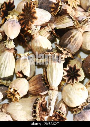 Grande gruppo di capsule di semi secchi da piante di papavero su sfondo bianco Foto Stock