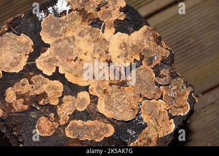Crosta di foglia larga di spurgo Stereum rugosum fungo che cresce su un tronco di albero Foto Stock