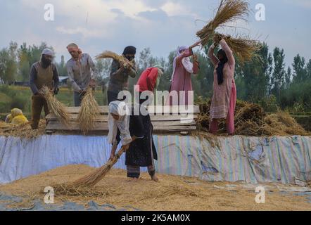 Srinagar, India. 29th Set, 2022. Gli agricoltori di Kashmiri hanno visto la trebbiatura di risone in un campo durante la stagione di raccolta di risone nel distretto di Budgam, a sud-ovest di Srinagar. Il risone è il raccolto più estesamente in Jammu e Kashmir ed ha una vasta gamma di colturation. Ha seminato nel mese di giugno ed è raccolto in settembre-ottobre. Il risone viene raccolto su circa 1,40 ettari di terreno, che costituisce il 28 per cento del terreno agricolo totale in Kashmir. L'autunno segna il periodo della raccolta tradizionale in Kashmir. (Foto di Faisal Bashir/SOPA Images/Sipa USA) Credit: Sipa USA/Alamy Live News Foto Stock