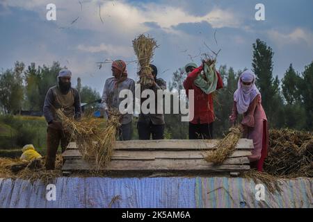 Srinagar, India. 29th Set, 2022. Gli agricoltori di Kashmiri hanno visto la trebbiatura di risone in un campo durante la stagione di raccolta di risone nel distretto di Budgam, a sud-ovest di Srinagar. Il risone è il raccolto più estesamente in Jammu e Kashmir ed ha una vasta gamma di colturation. Ha seminato nel mese di giugno ed è raccolto in settembre-ottobre. Il risone viene raccolto su circa 1,40 ettari di terreno, che costituisce il 28 per cento del terreno agricolo totale in Kashmir. L'autunno segna il periodo della raccolta tradizionale in Kashmir. (Foto di Faisal Bashir/SOPA Images/Sipa USA) Credit: Sipa USA/Alamy Live News Foto Stock