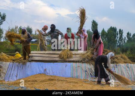 Srinagar, India. 29th Set, 2022. Gli agricoltori di Kashmiri hanno visto la trebbiatura di risone in un campo durante la stagione di raccolta di risone nel distretto di Budgam, a sud-ovest di Srinagar. Il risone è il raccolto più estesamente in Jammu e Kashmir ed ha una vasta gamma di colturation. Ha seminato nel mese di giugno ed è raccolto in settembre-ottobre. Il risone viene raccolto su circa 1,40 ettari di terreno, che costituisce il 28 per cento del terreno agricolo totale in Kashmir. L'autunno segna il periodo della raccolta tradizionale in Kashmir. (Foto di Faisal Bashir/SOPA Images/Sipa USA) Credit: Sipa USA/Alamy Live News Foto Stock