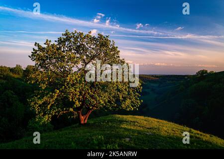 Un fantastico colpo di un unico albero di quercia sulle colline Zagajica in Serbia Foto Stock