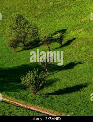 Un incredibile colpo di querce sulle colline Zagajica in Serbia Foto Stock