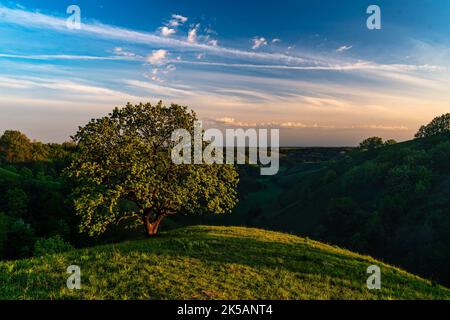 Un fantastico colpo di un unico albero di quercia sulle colline Zagajica in Serbia Foto Stock