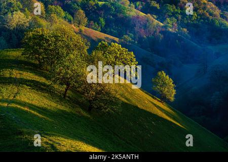 Un fantastico scatto di querce oblique sulle colline di Zagajica in Serbia Foto Stock