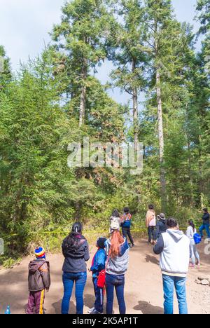 Angangueo, Michoacán, Messico, 8th agosto 2018: Le persone che osservano le farfalle monarchici (Danaus plexippus) che svernano al Monarch Butte Foto Stock