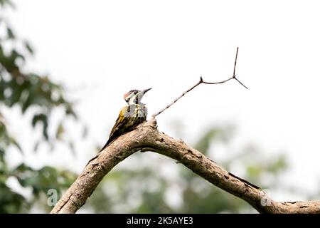 Un primo piano di un flameback nero-rumped su un ramo di albero Foto Stock