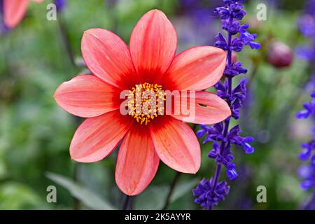 fiore rosso con giallo al centro Foto Stock