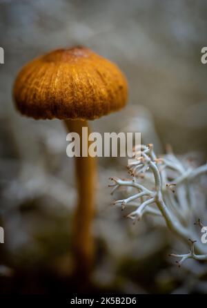 Un primo piano verticale di un fungo marrone Scurfy Twiglet su sfondo sfocato Foto Stock