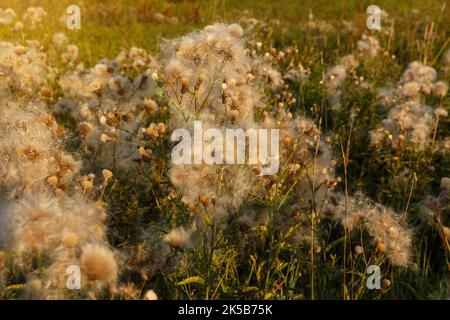 Arvense di Cirsium. Campo con cardo strisciante sbiadito. Fiori selvatici nel campo. Cardo strisciante con teste di semi soffici Foto Stock