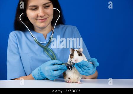 Il veterinario esamina il cuore e i polmoni di una cavia con uno stetoscopio. Foto Stock