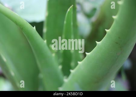 Aloe vera che cresce di fresco su una casa giardino pot primo piano vista. La pianta dell'aloe vera ha molte proprietà medicinali quindi usate nei cosmetici Foto Stock